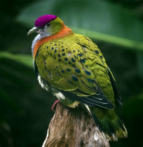 Superb Fruit Dove Photographed At Chester Zoo Steve Wilson Over 9