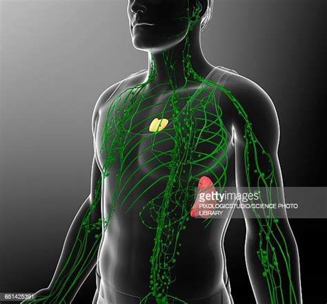 Lymphatic System High Res Illustrations Getty Images