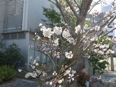 The site owner hides the web page description. 桜 満開です。 | 生長の家静岡県教化部