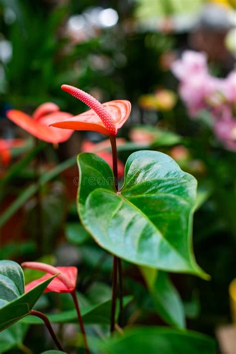 Anthurium Blooms In Bright Red Flowers With A Tail Flamingo Flower