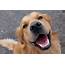 Golden Retriever Teeth Care And Cleaning – Society