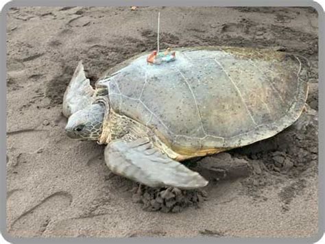 Sea Turtle Tracking Active Sea Turtles Sea Turtle Conservancy