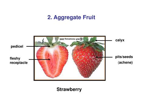 Ppt Fruits Powerpoint Presentation Free Download Id9662275