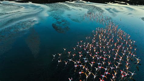 Flamingos Flying By The Shallow Water In Late Afternoon Sunlight