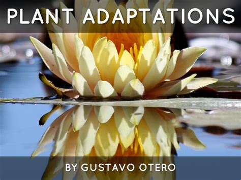 Plant Adaptations By Sje 4th Grade Cart