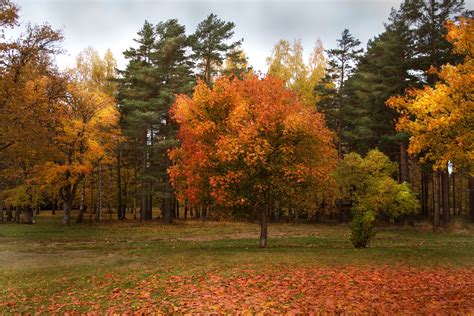 autumn-park-forest-trees-r-wallpaper-3000x2000-169279-wallpaperup