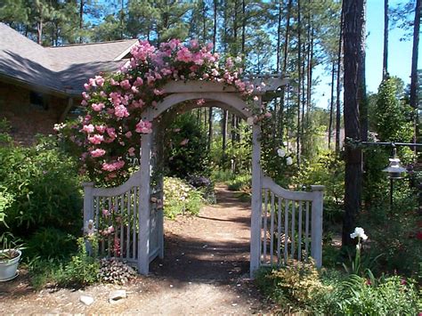 Rosa Climbing Pinkie Climbing Pinkie Rose North Carolina