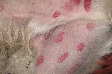 Does Your Maine Dog Have These Spots Dont Panic