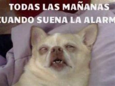 Memes De Perro En El Día Internacional De Los Cachupines