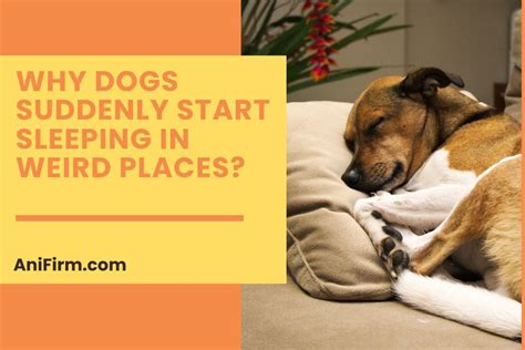 Why Your Dog Is Sleeping In Odd Places Unusual Sleep Behavior