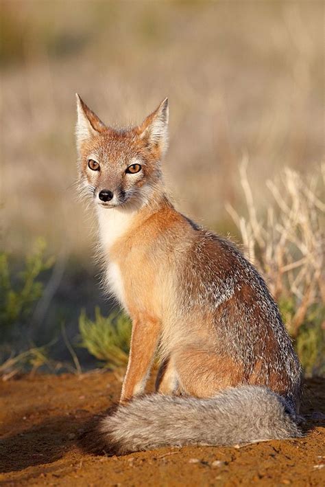 Swift Fox In Pawnee National Grassland Colorado