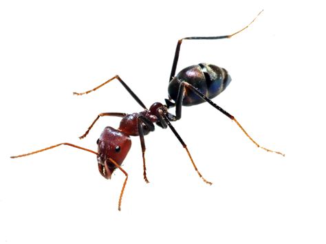 Ant Png