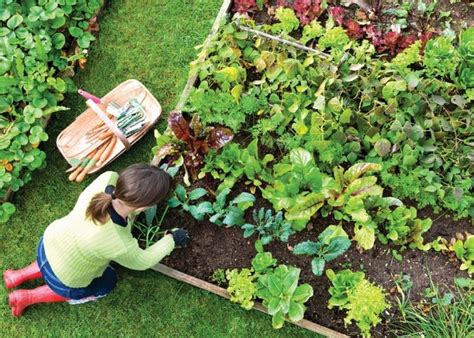 Learn What Organic Gardening Really Is Gardensy