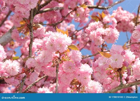 Pink Flowering Cherry Tree Stock Image Image Of Pink 178810183