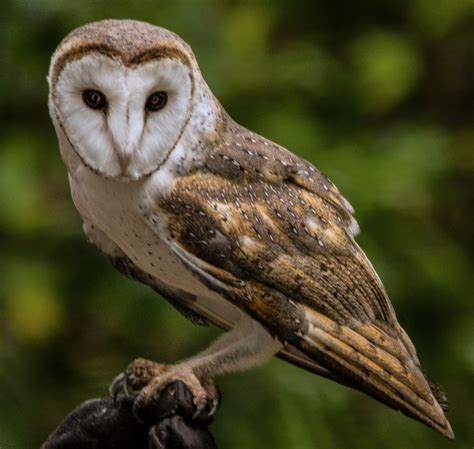 Tyto Alba Barn Owl Foto And Bild Australia Eule Tiere Bilder Auf Fotocommunity