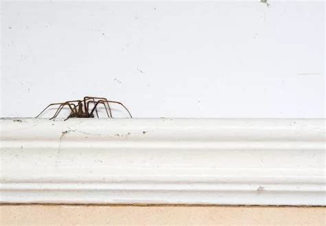 how to keep sex mad spiders out of your house as millions invade brit homes daily star