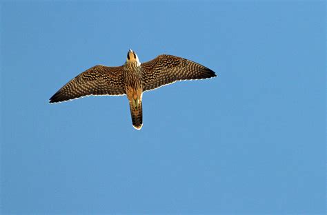 Peregrine Falcon In Flight Ps Crop 408 2 Ocracoke Observer