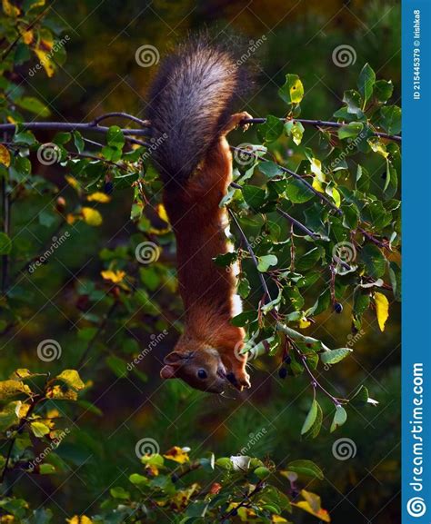 Squirrel Eating Berries On A Tree Upside Down Stock Image Image Of