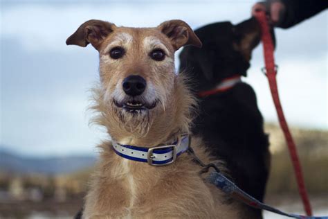 The training secrets that dog experts use daily. Introducing Dogs to Each Other & Humans: A Helpful Guide