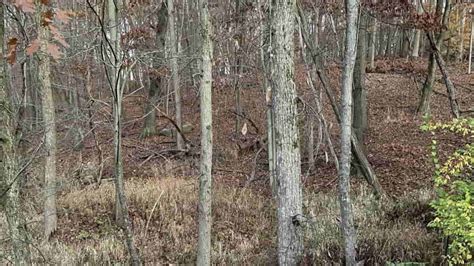 Optical Illusion You Have Eagle Eyes If You Can Spot The Deer In The
