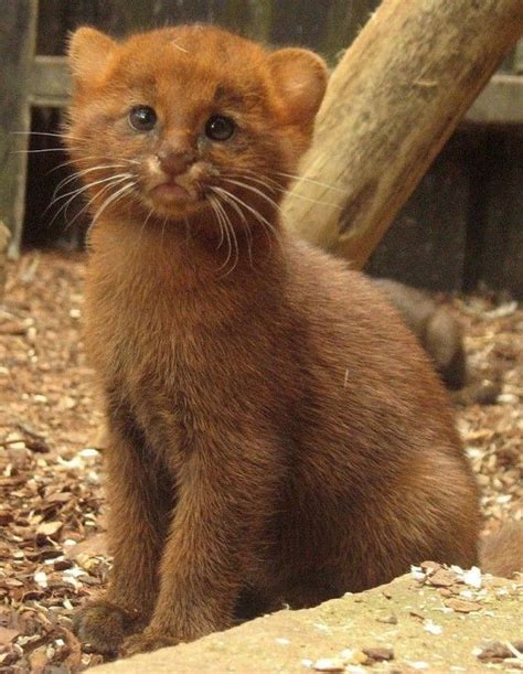 Theperfectworldwelcome Kittehkats Jaguarundi Kitten A Small Wild