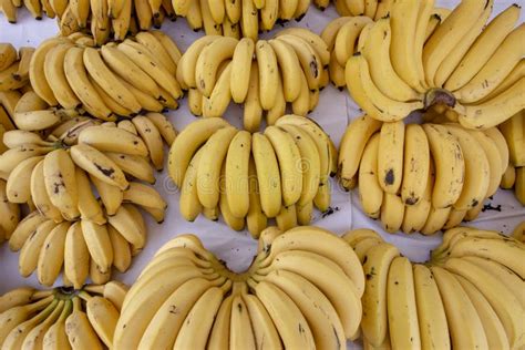 Banana Bunches Stock Image Image Of Orchard Distribution 240651617