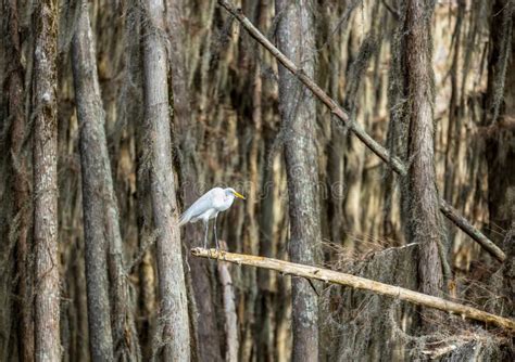 Great White Egret Among The Cypress Trees In Caddo Lake Stock Photo