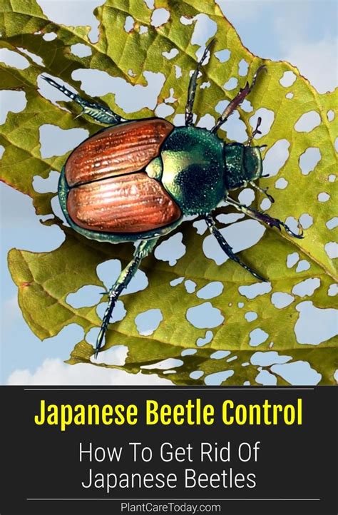 japanese beetle how to get rid of japanese beetles japanese beetles japanese beetle control