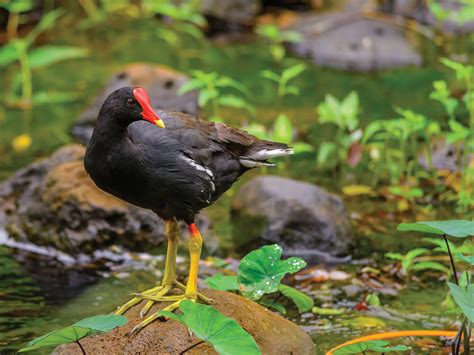 After The Flood What Happened To Our Native Waterbirds On Kaua‘i