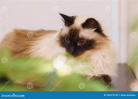 Long Haired Burmese Siama Cat Behind Christmas Tree Stock Image Image