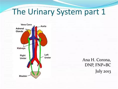 Ppt The Urinary System Part 1 Powerpoint Presentation Free Download