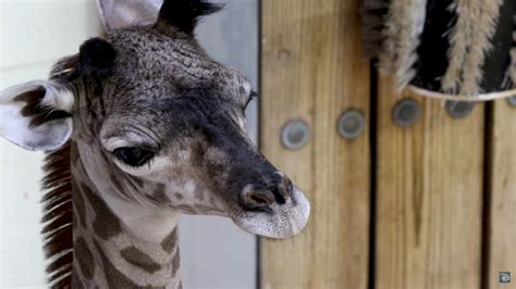 Special Delivery Disneys Animal Kingdom Welcomes New Baby Giraffe