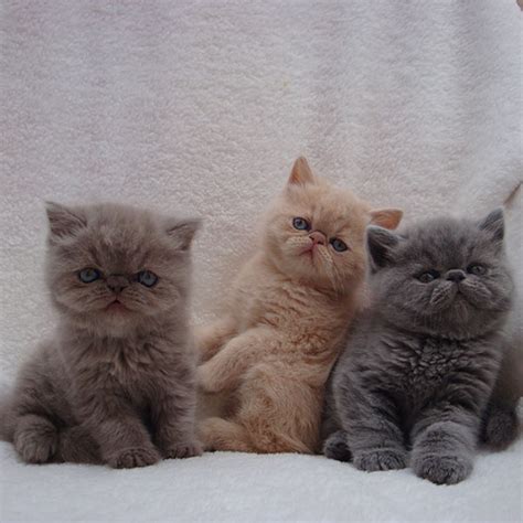 Pix We Love A Panoply Of Persian Kittens Catster