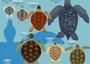 What Is The Largest Sea Turtle A Sea Turtle Size