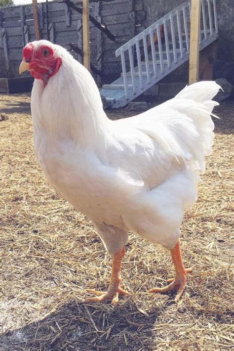 Chantecler Chicken Eggs Height Size And Raising Tips