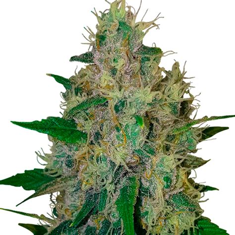 Purple Kush Auto Strain Info Purple Kush Auto Weed By Dutch Genetics