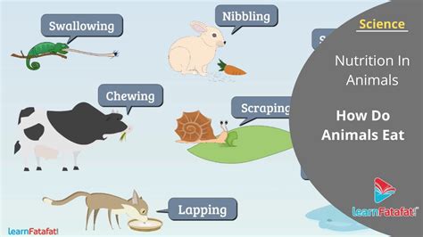 Nutrition In Animals Class 7 Science How Do Animals Eat Their Food
