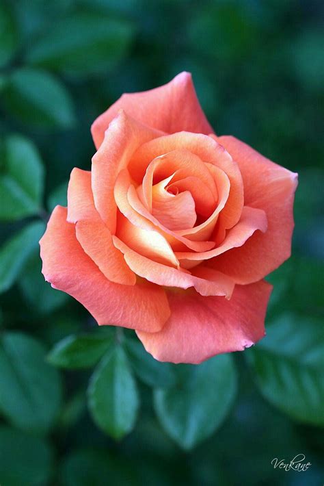 We did not find results for: Pin on Roses