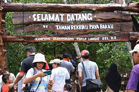 Mangrove swamp park, lumut resim: Kampung Sijangkang Menyimpan Khazanah Hutan Dan Seni Yang ...