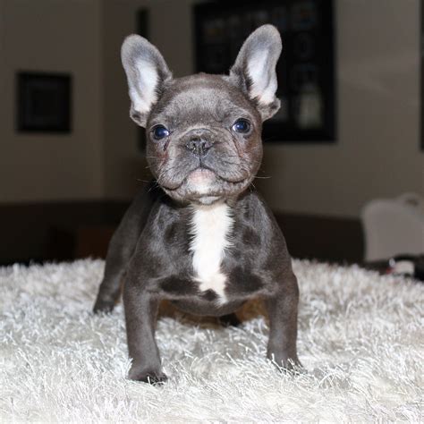 Created in england to be a miniature bulldog, they accompanied english lacemakers to france, where they. French Bulldog Breeder | French Bulldogs | Blue French ...