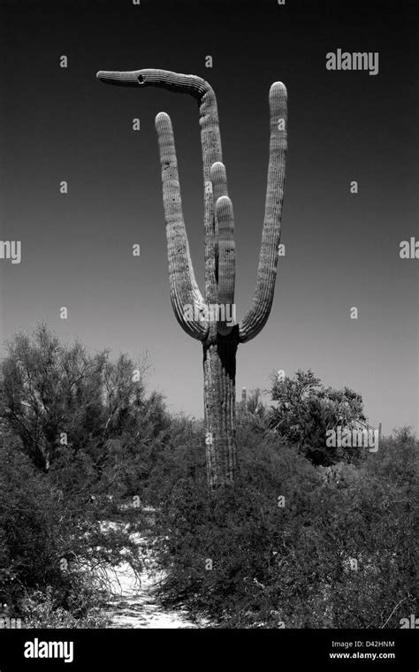 Cactus Desert Funny Arizona Hi Res Stock Photography And Images Alamy