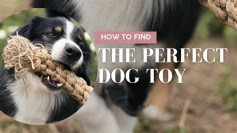 How To Choose The Right Toy For Your Dog Betty Woof