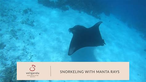 Snorkeling With Manta Rays In Maldives Youtube