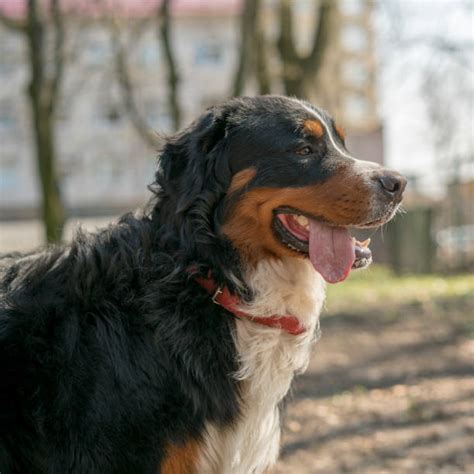 180 Short Haired Bernese Mountain Dog Stock Photos Pictures And Royalty