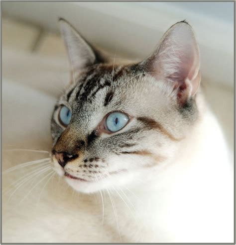 Blue Eyed Cat Beautiful Cats Siamese Cats Pretty Cats