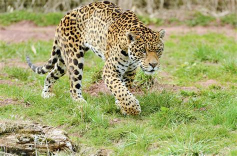Types of Arizona Wild Cats | Sciencing