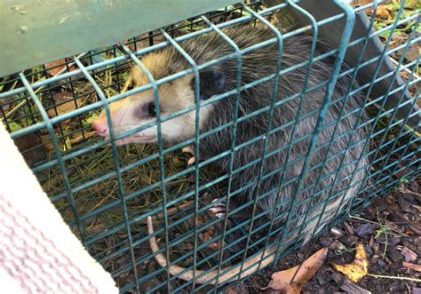Keeping Possums Out Of Vegetable Garden