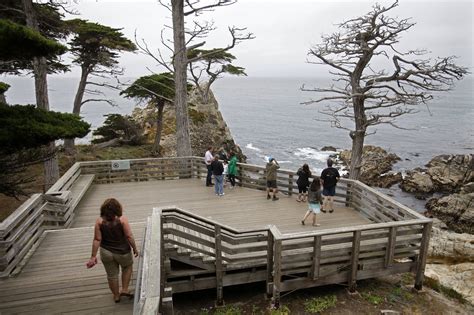 The Lone Cypress In Pebble Beach Suffers Storm Damage