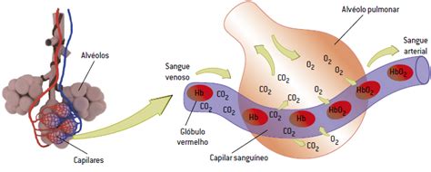 Hematose O Que é Onde Ocorre Como Acontece Tipos Importância