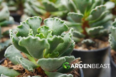 Adromischus Cristatus Guide How To Grow And Care For “crinkle Leaf Plant